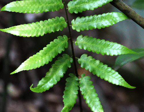 クロヘゴ（オニヘゴ）Cyathea podophylla : 鳥平の自然だより