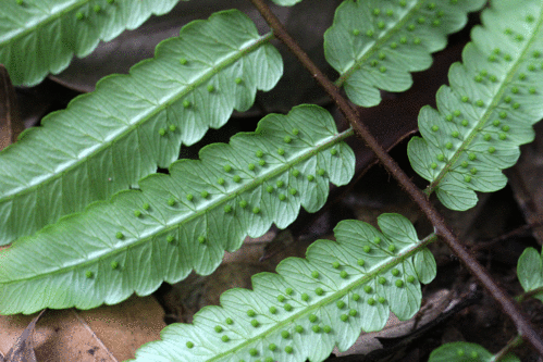 クロヘゴ（オニヘゴ）Cyathea podophylla _f0165160_20262751.gif