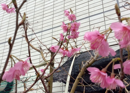 思い掛け無いお花見、下向きに咲く桜_a0053063_2255913.jpg