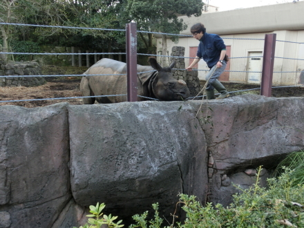 インドサイの子生後25ヶ月＠金沢動物園 2016.03.08_e0266067_23561476.jpg