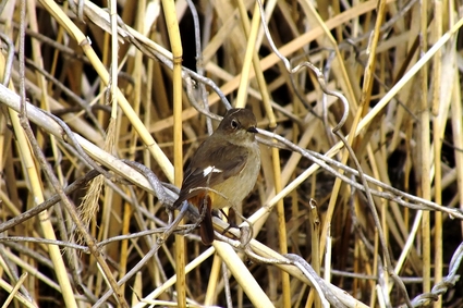 ★先週末の鳥類園(2016.3.5~6)_e0046474_1343597.jpg
