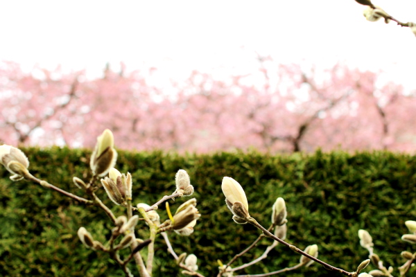 コブシの蕾_d0129786_17203248.jpg