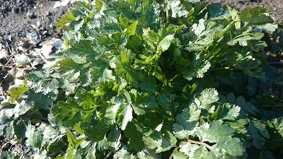 c0163102_20185839.jpg
