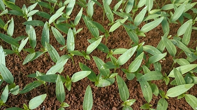 c0163102_20212481.jpg