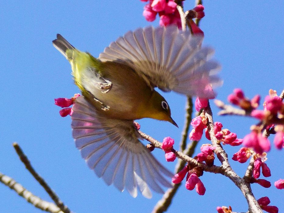 メジロの翼全開!・・・寒緋桜のピンク色が透ける♪_a0031821_1936196.jpg