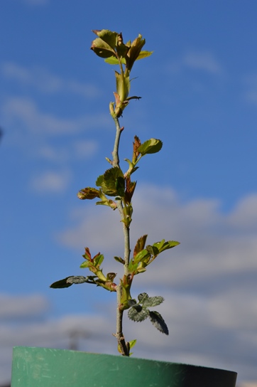 d0096422_8444763.jpg