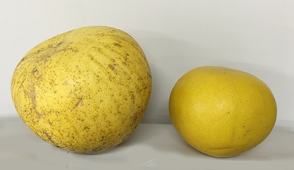 Pomelo_b0134123_16512619.jpg