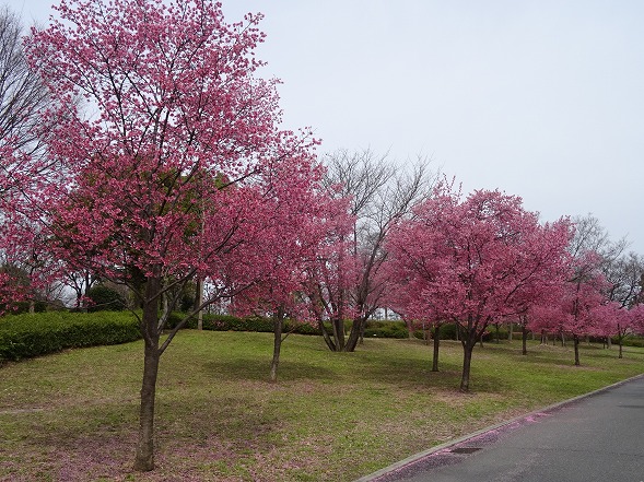 鶴見緑地公園のオカメ桜と河津桜 彩の気まぐれ写真 鶴見緑地公園のオカメ桜と河津桜 彩の気まぐれ写真