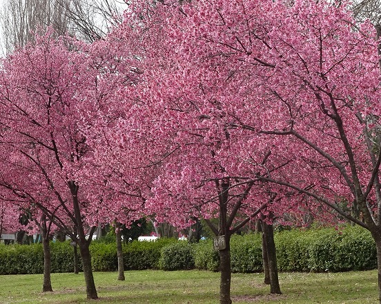 鶴見緑地公園のオカメ桜と河津桜 彩の気まぐれ写真 鶴見緑地公園のオカメ桜と河津桜 彩の気まぐれ写真