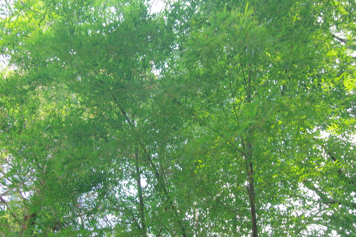 d0185744_188848.jpg