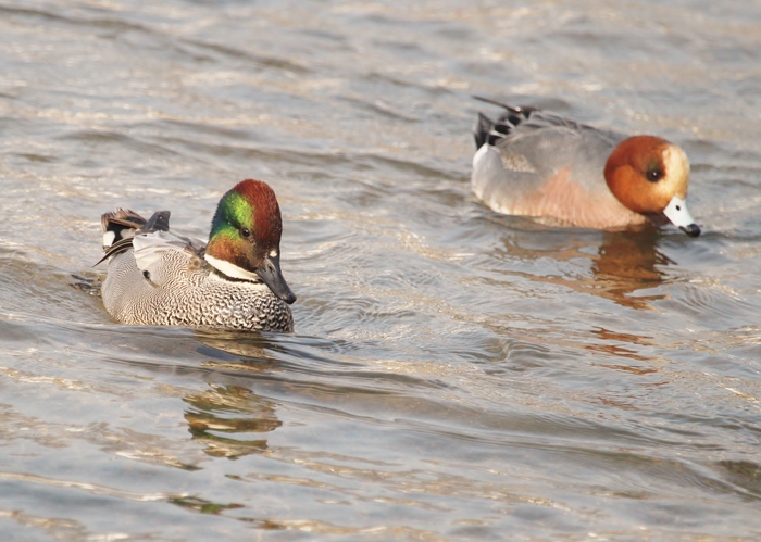 水鳥達_f0106759_65142.jpg