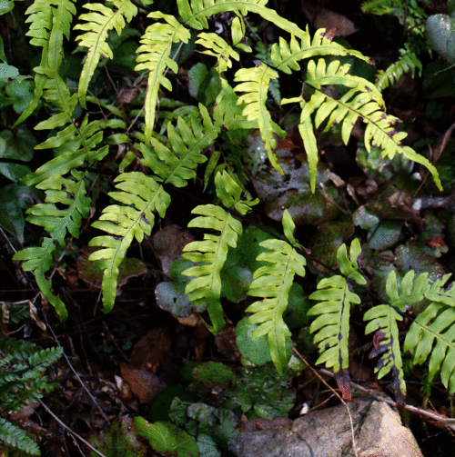 シダ1本目 オオバノアマクシダ Pteris excelsa var.simplicior : 鳥平の自然だ