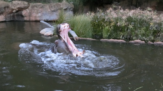 王子動物園　8　2016.2.22 _e0143671_13024263.jpg