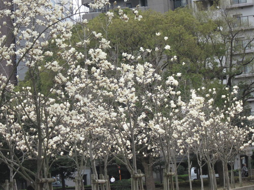 長居公園 バラとワン仔の日々