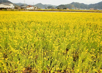 房総半島 花摘み_e0077899_891868.jpg