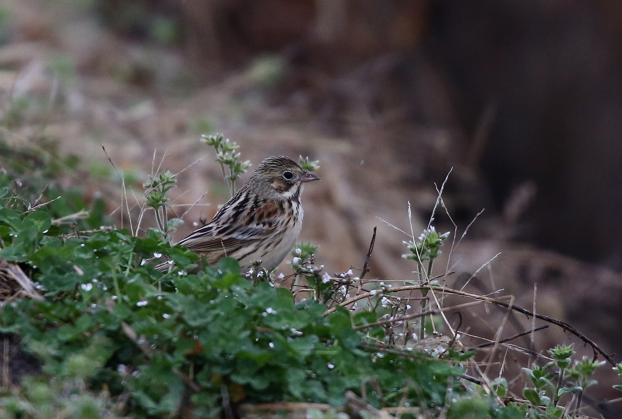 ホオアカとタヒバリ_f0296999_15173347.jpg