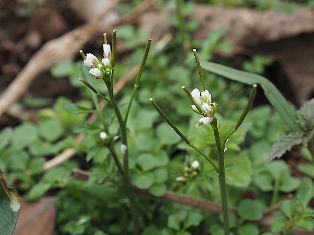 d0177108_063999.jpg