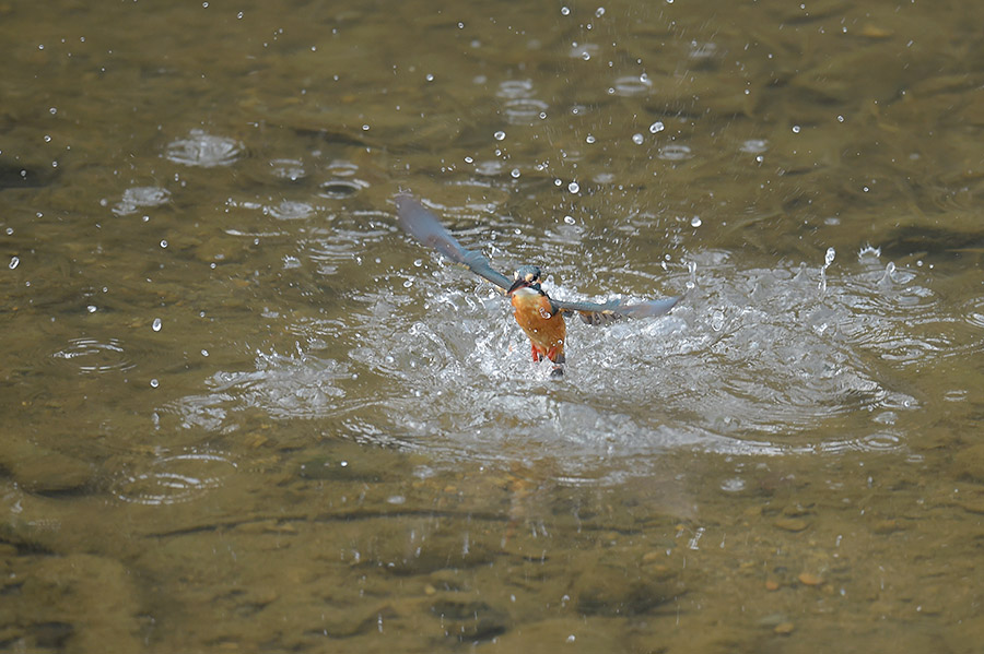 160312 川の水物・ホバ_c0278820_18383843.jpg