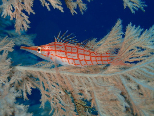 c0115421_20204696.jpg