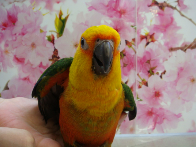 160312　インコ・文鳥・デグー・ハムスター_f0189122_19115826.jpg