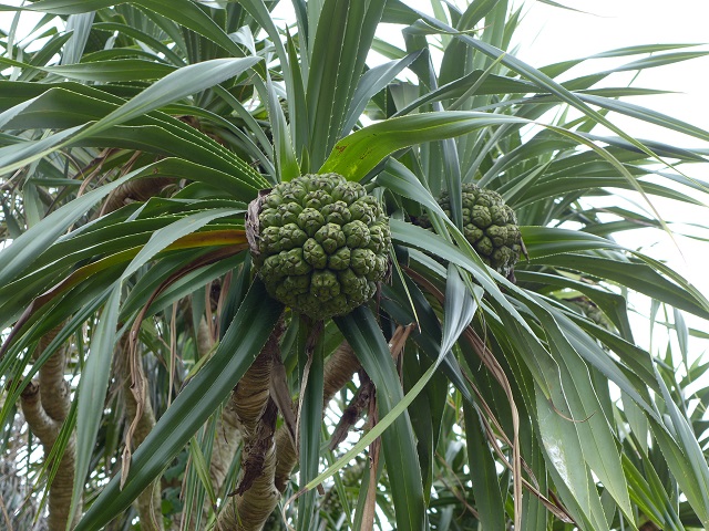 e0303726_18344265.jpg