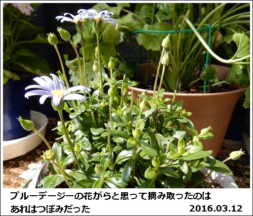 びっくりポンの花日記_e0033229_15351878.jpg