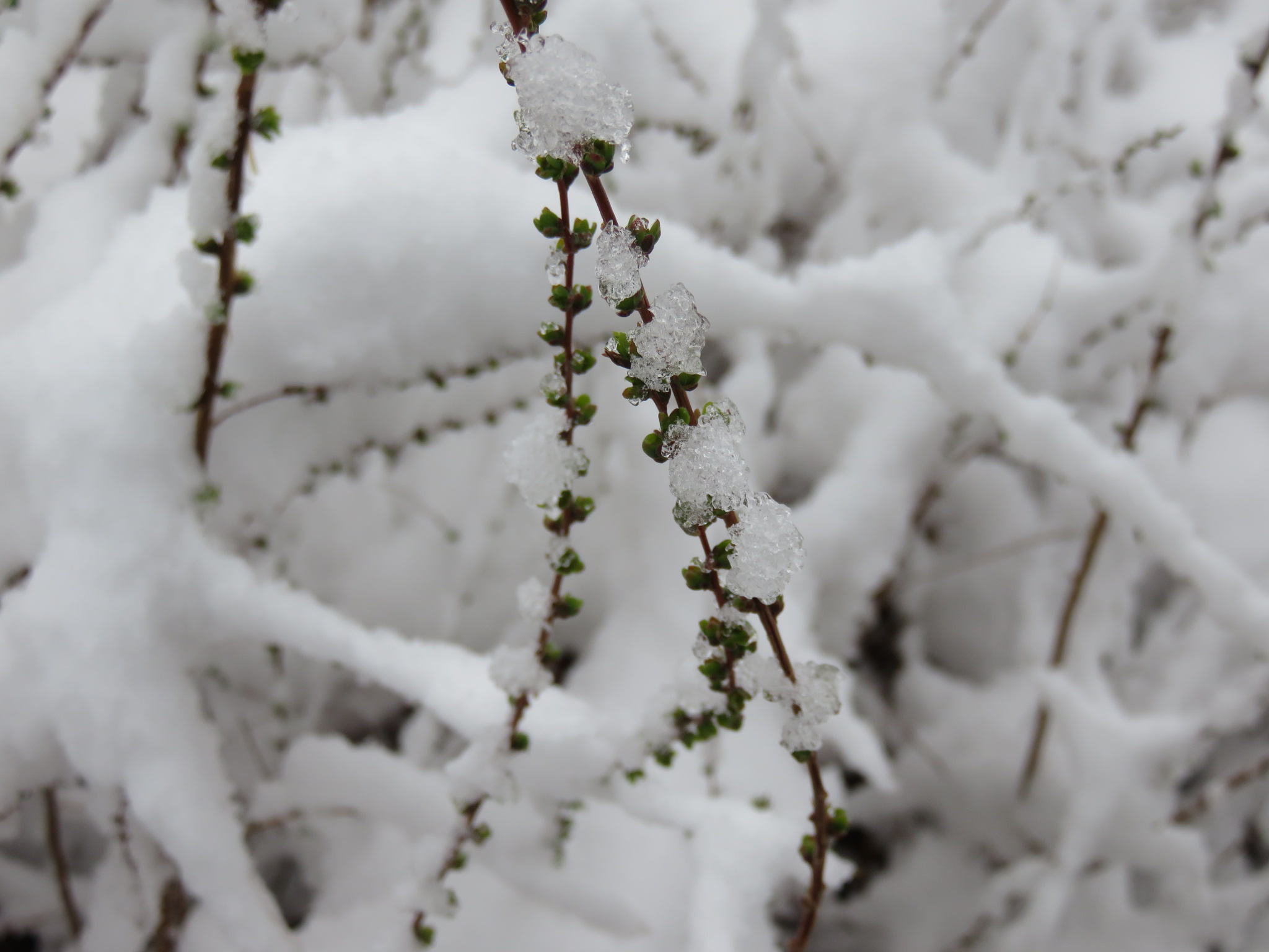 また雪でした_c0145438_16382164.jpg