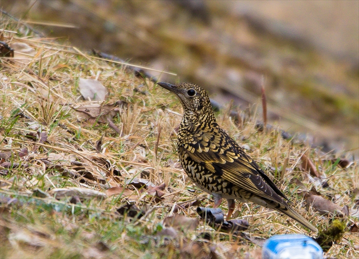 トラツグミ、堪能しました、その２_b0242140_17585358.jpg