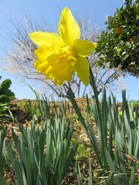 2016年3月15日　ラッパスイセンの花_b0341140_19341054.jpg