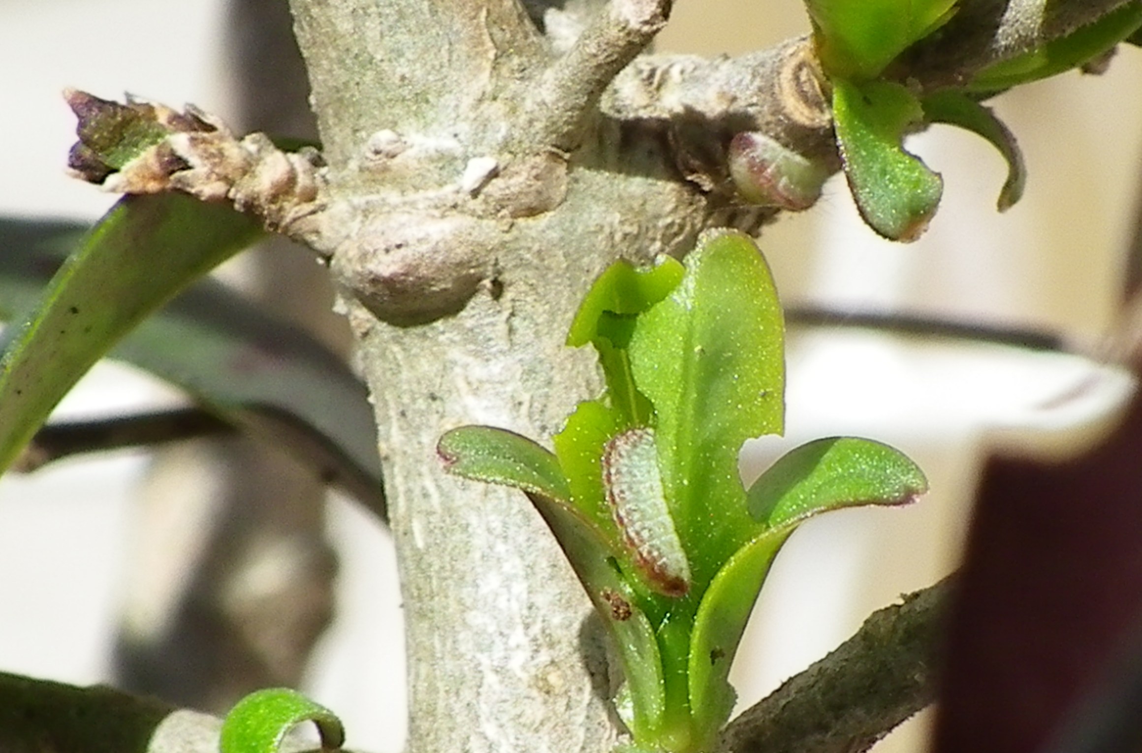 ウラゴマダラシジミ幼虫達 3月12日_d0254540_1945460.jpg