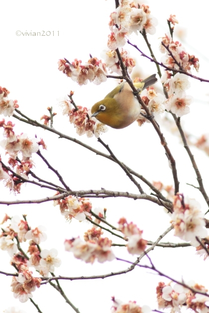 3月の写真クラブの撮影会 ~鹿沼市錦鯉公園の梅林が見事~_e0227942_21270000.jpg
