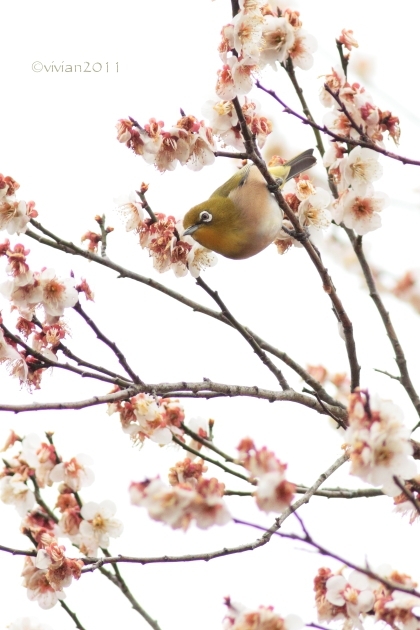 3月の写真クラブの撮影会　～鹿沼市錦鯉公園の梅林が見事～_e0227942_21270000.jpg