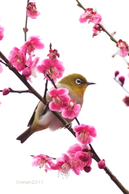 3月の写真クラブの撮影会 ~鹿沼市錦鯉公園の梅林が見事~_e0227942_21290159.jpg