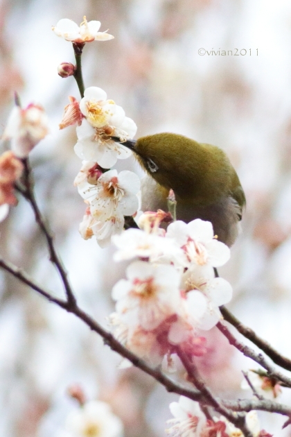 3月の写真クラブの撮影会　～鹿沼市錦鯉公園の梅林が見事～_e0227942_21300336.jpg