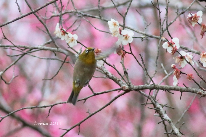3月の写真クラブの撮影会 ~鹿沼市錦鯉公園の梅林が見事~_e0227942_21304247.jpg
