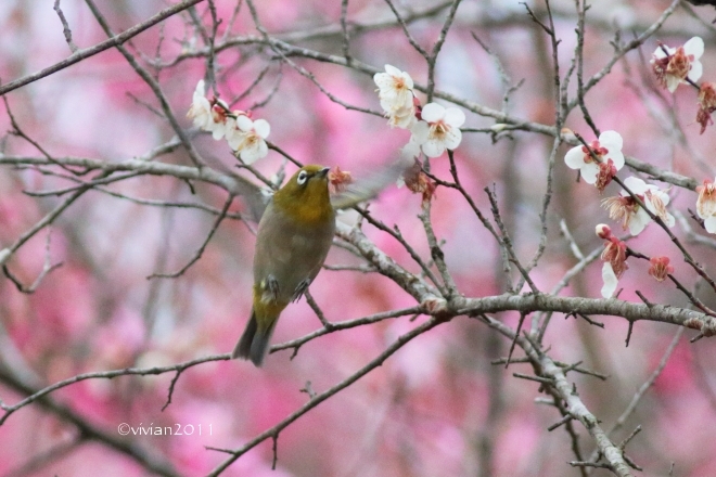 3月の写真クラブの撮影会　～鹿沼市錦鯉公園の梅林が見事～_e0227942_21304247.jpg