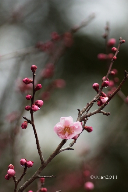 3月の写真クラブの撮影会　～鹿沼市錦鯉公園の梅林が見事～_e0227942_21401360.jpg