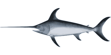 ツン カジキ Sea And Fish 海と魚と癒し ツン カジキ Sea And Fish 海と魚と癒し