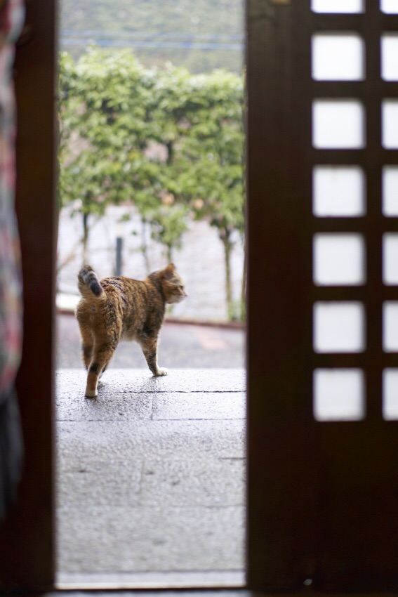 花伝の愛猫 うららは20歳_d0237757_7524523.jpg