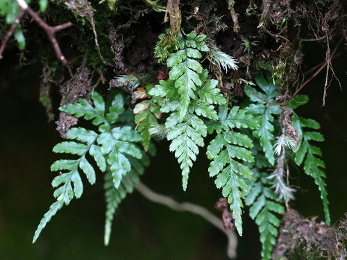 ヘゴ Cyathea spinulosa : 鳥平の自然だより（植物編）