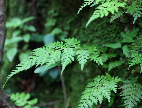 ヘゴ Cyathea spinulosa : 鳥平の自然だより（植物編）