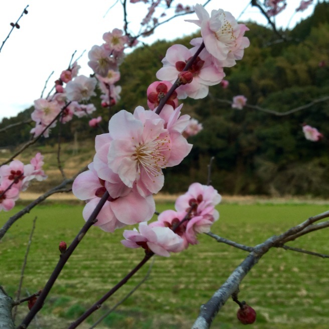 毘沙門天ティティティア(68)寺カフェ 椿_c0348065_20241288.jpeg