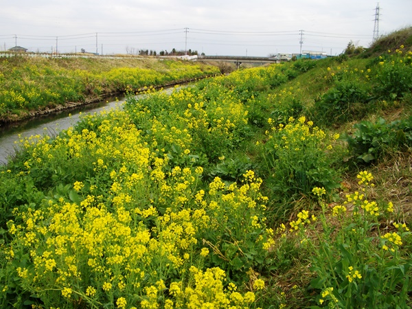 目久尻川 菜の花 みごろです！_d0239667_14224579.jpg