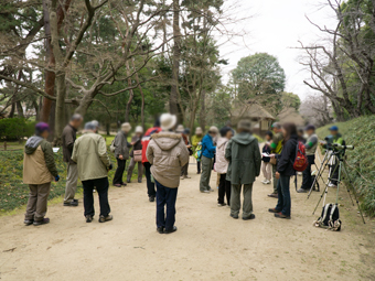 ブログランキングと岡山後楽園の探鳥会_e0261673_733438.jpg