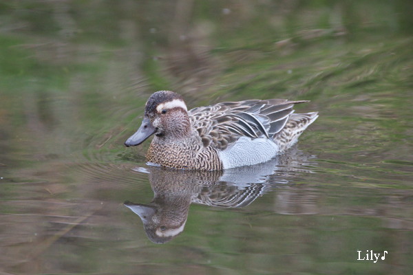 水とひとつになって ＊ 鳥天使シマアジ_e0166574_041138.jpg