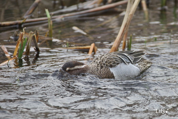 水とひとつになって ＊ 鳥天使シマアジ_e0166574_054664.jpg