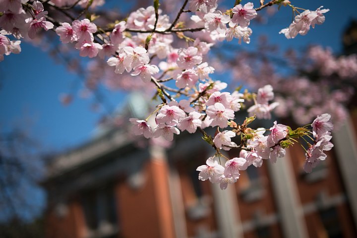 桜満開の旧地方裁判所_d0353489_21142828.jpg