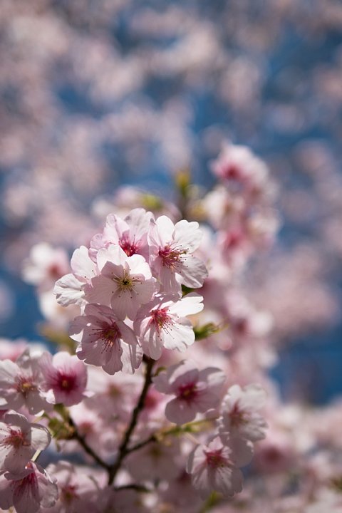 桜満開の旧地方裁判所_d0353489_21194388.jpg