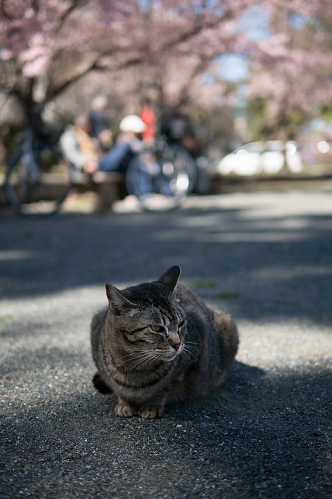桜満開の旧地方裁判所_d0353489_21222542.jpg