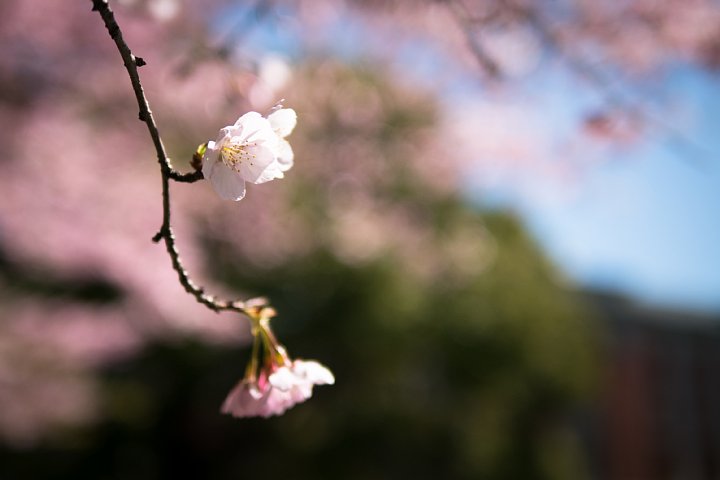 桜満開の旧地方裁判所_d0353489_21224841.jpg